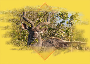 The Kudu