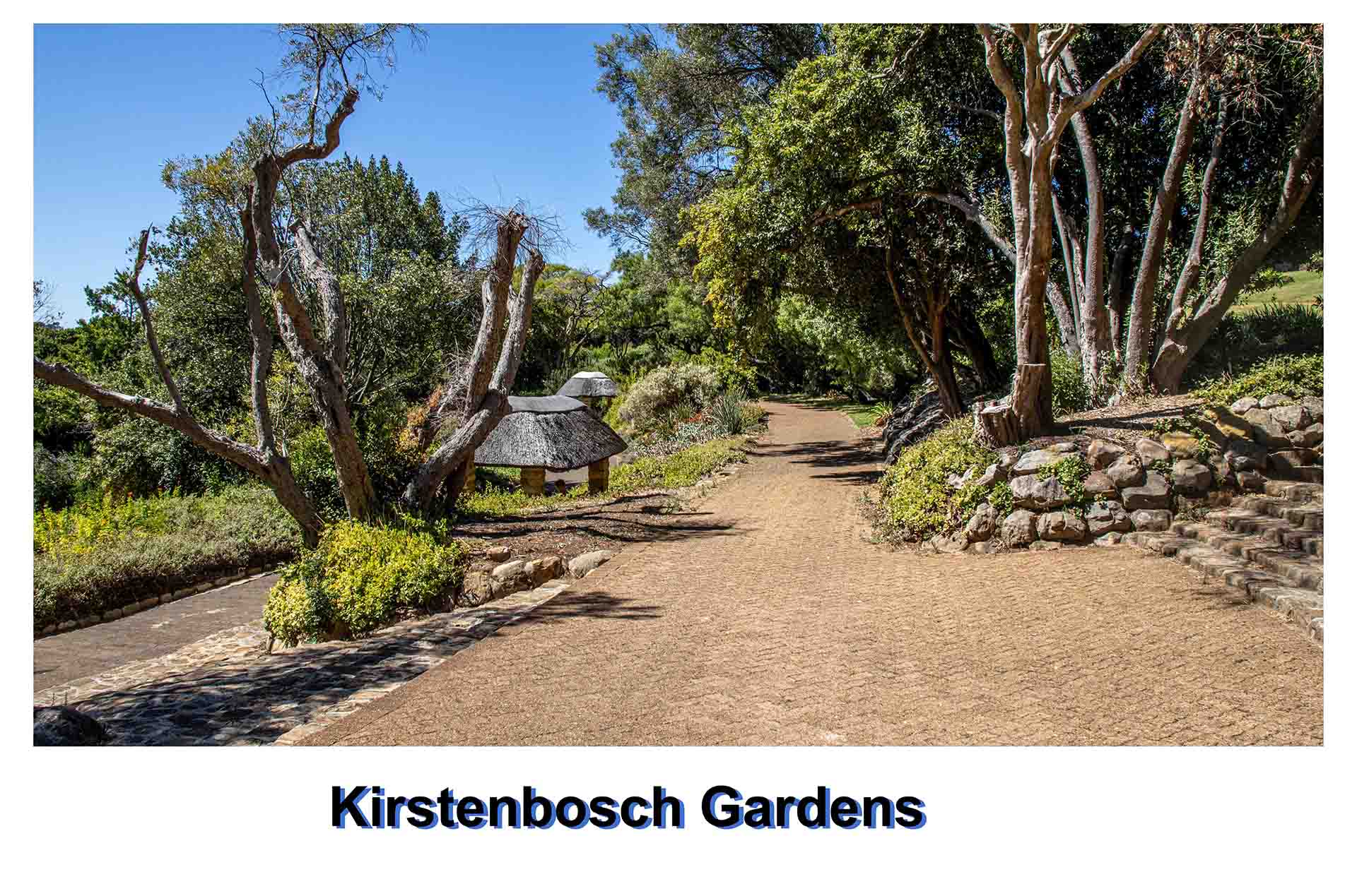 Kirstenbosch Feb (42 of 125)