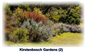 Kirstenbosch Feb (47 of 125)