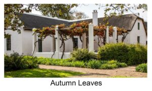 Autumn Leaves