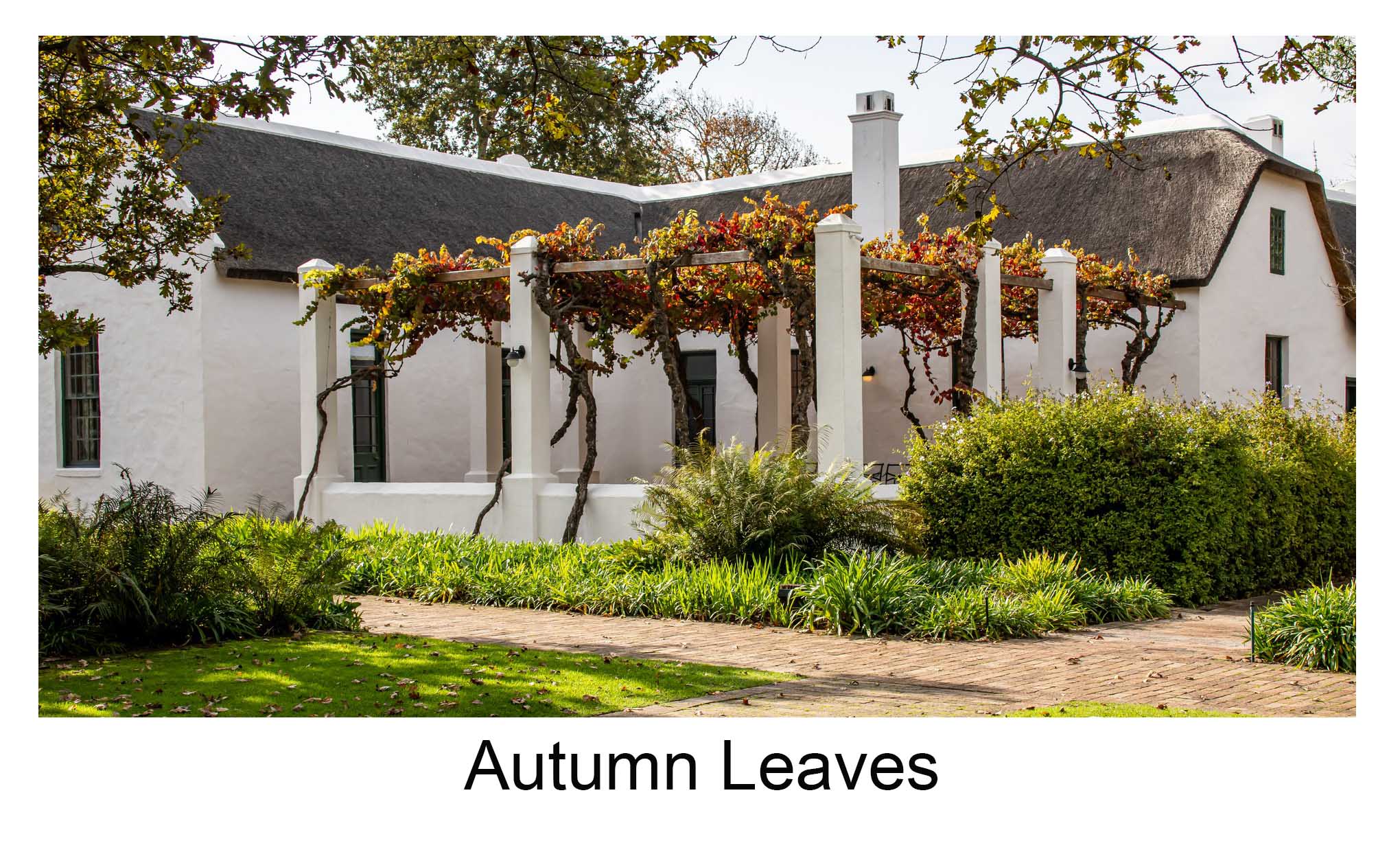 Autumn Leaves