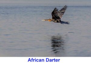 Darter