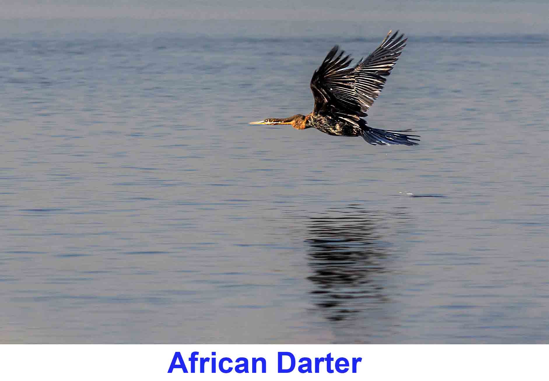 Darter