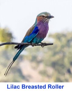 Lilac Breasted Roller 2