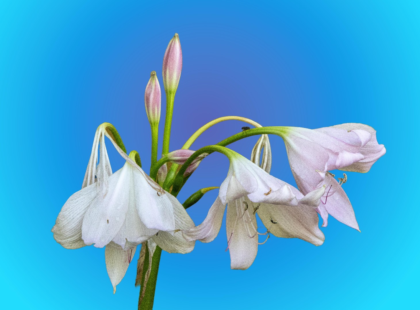 Floral