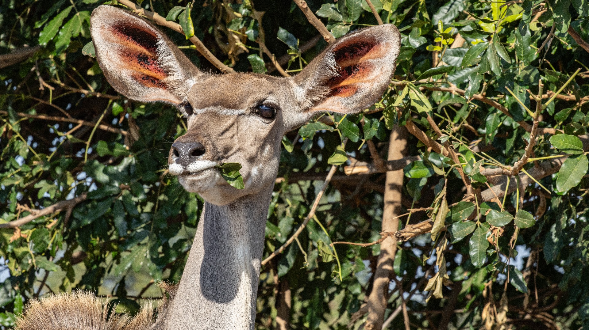 Mrs Kudu