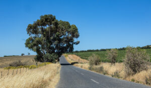 Country Road