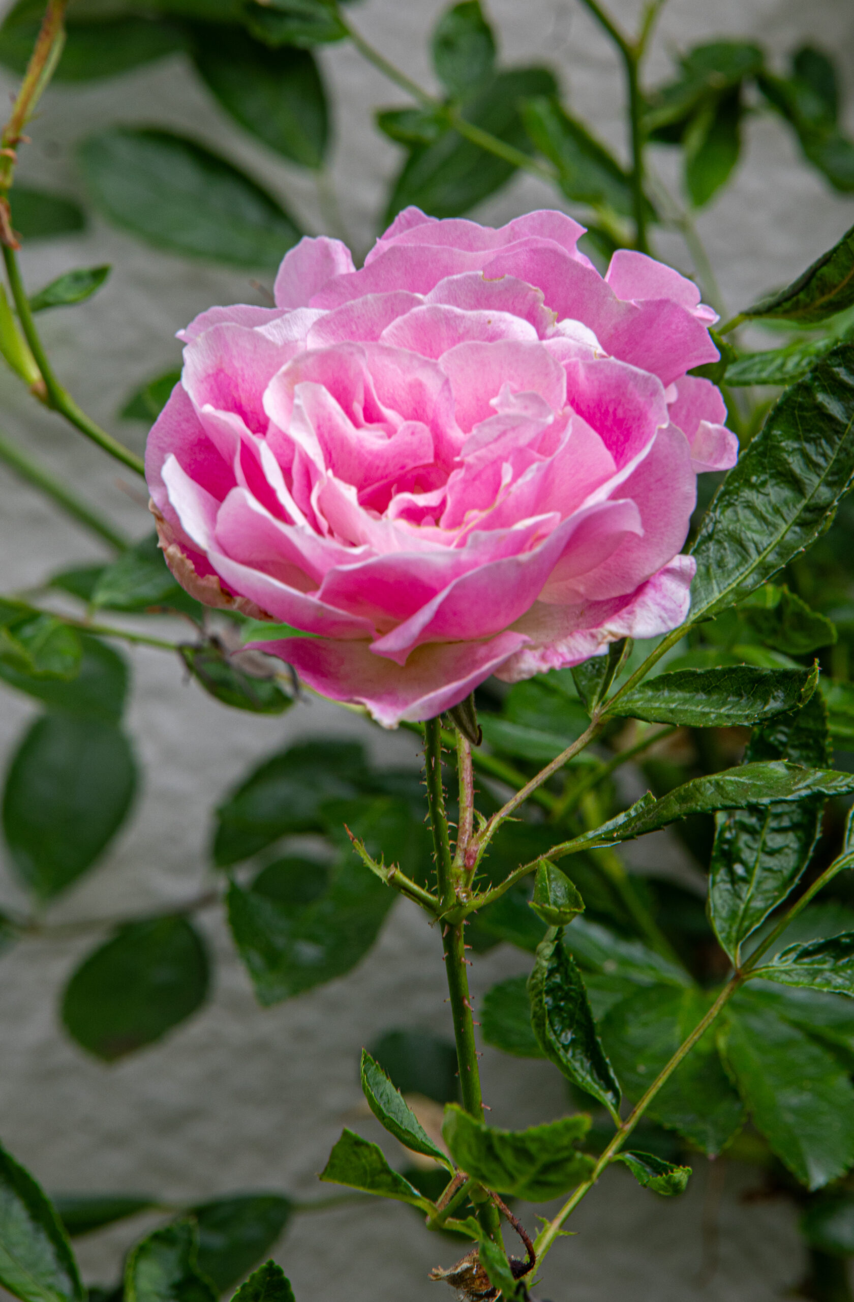 9 Nov 2025-