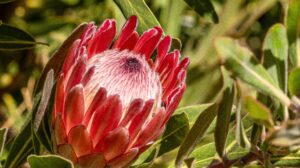 Protea