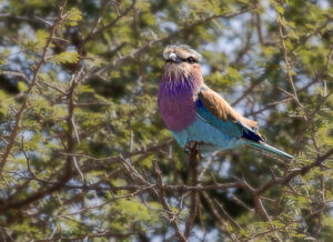 Lilac breated Roller