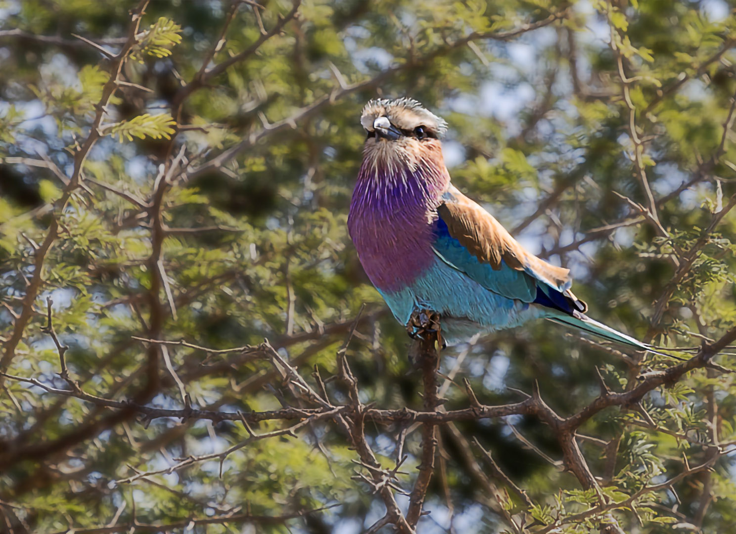 Lilac breated Roller